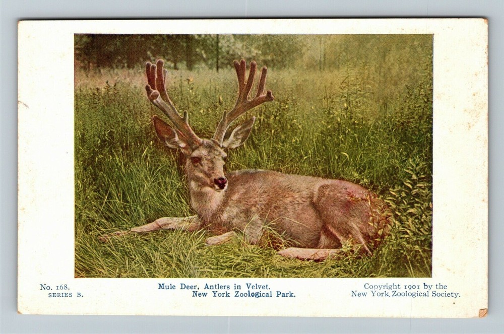 New York City NY,, Zoological Park, Mule Deer, Velvet Vintage Souvenir Postcard
