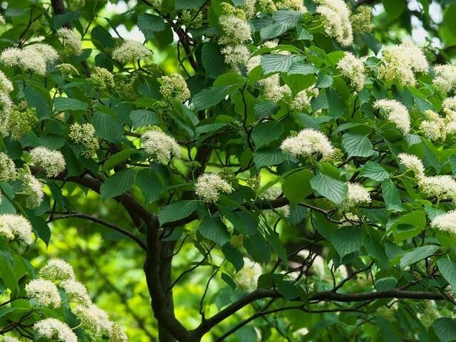 Pagoda Dogwood Live Shrub in 3-Gallon Pot  