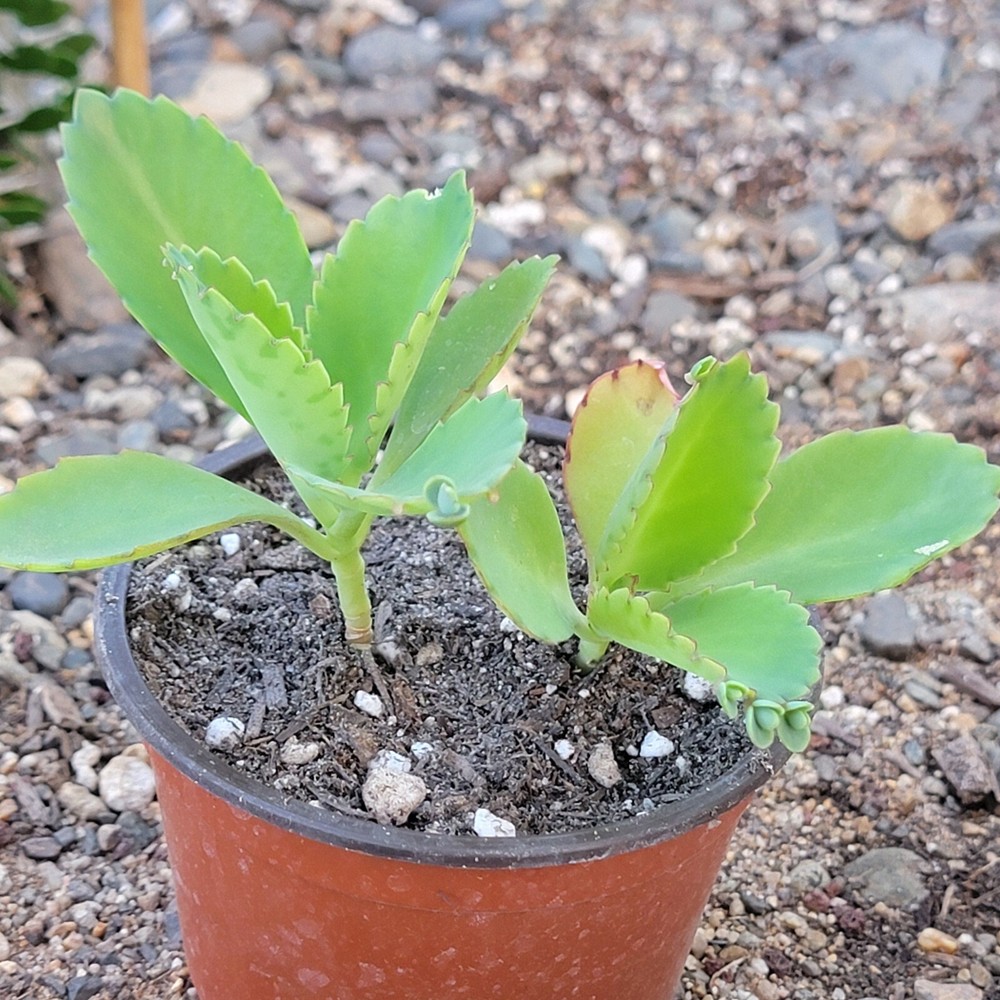 Kalanchoe Daigremontiana 