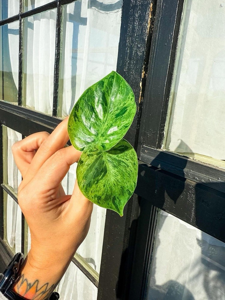 Philodendron Variegated Heartleaf 2 ROOTED Cuttings