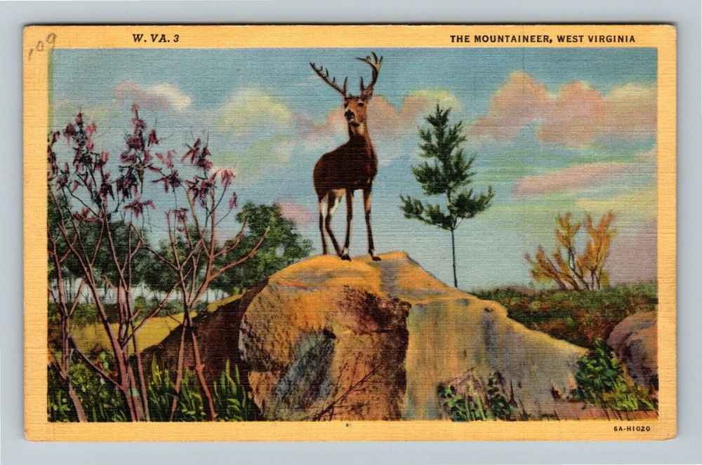 WV-West Virginia, The Mountaineer, Deer In The Woods, Vintage Postcard