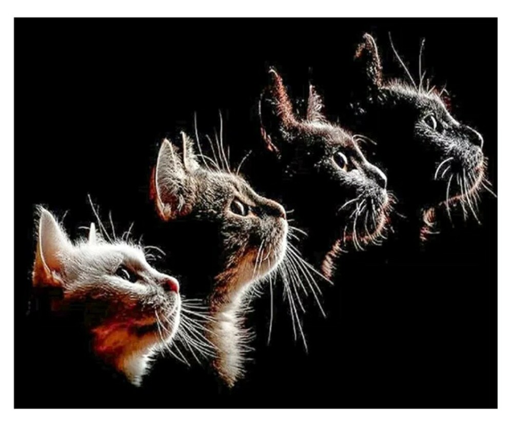 Aging Cat Patch Iron On Heat Transfer Applique 7.87