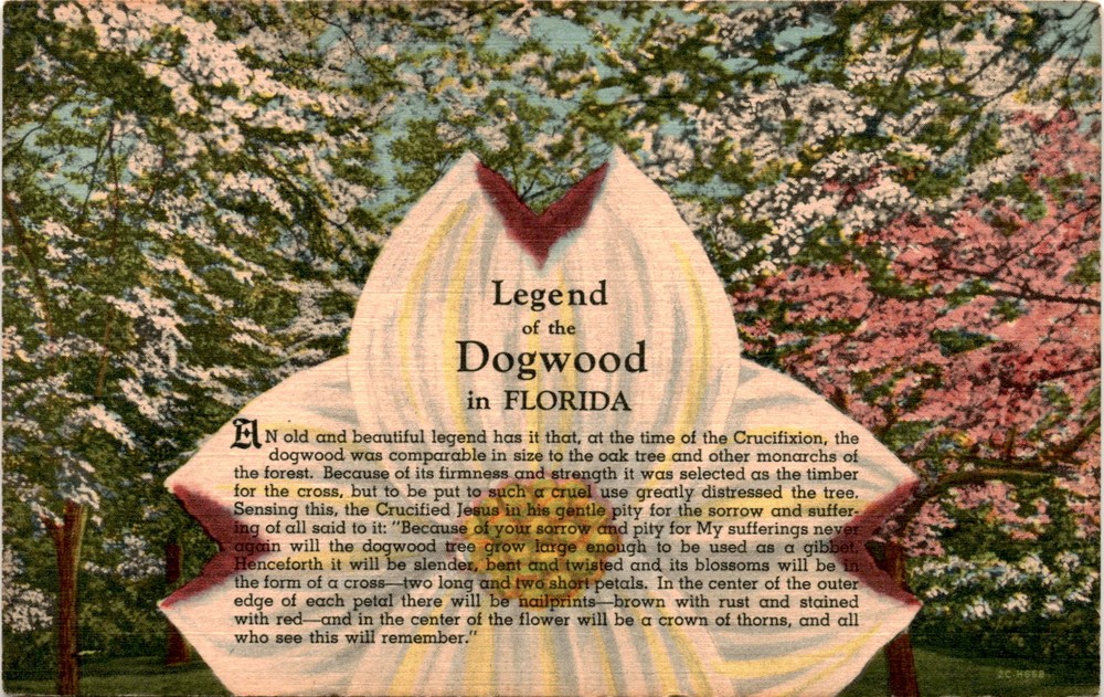 FLORIDA, Crucifixion, Dogwood, Jesus, Oak tree, Gibbet, Nail Postcard