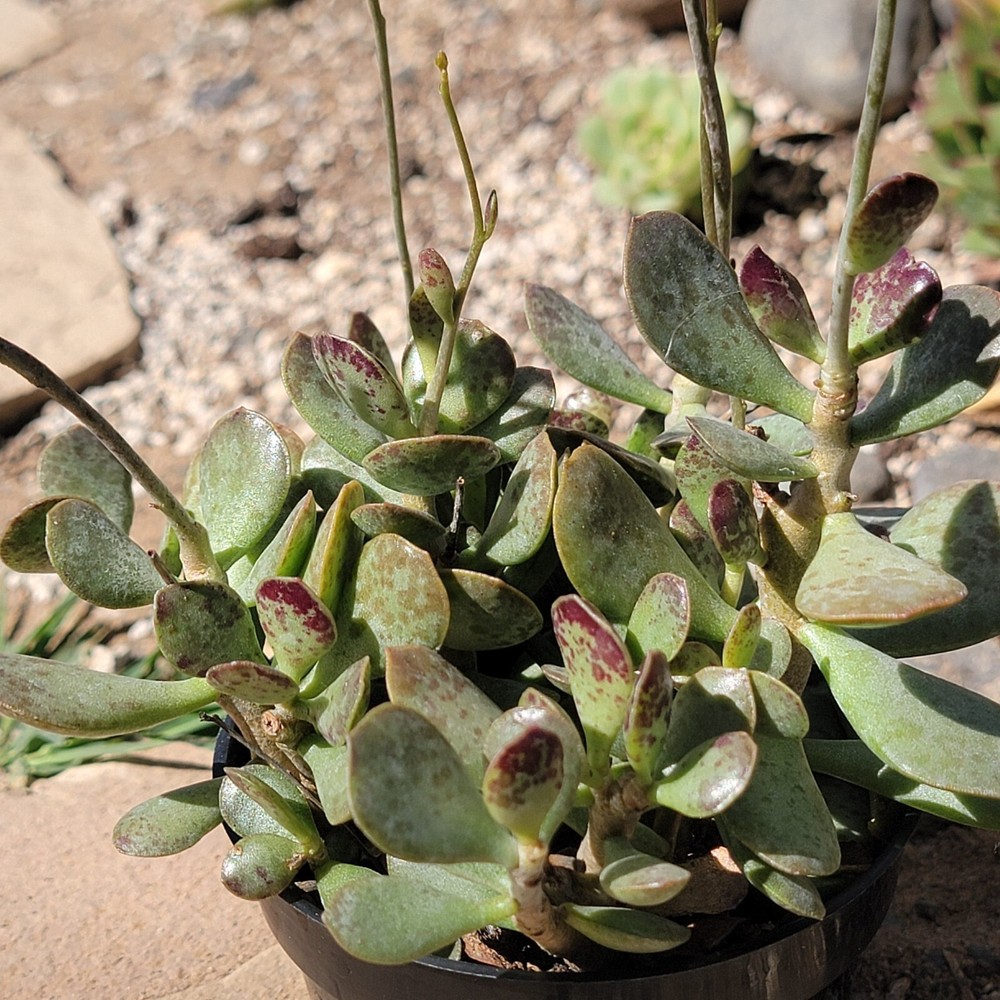 Adromischus maculatus Live Rooted Plant in 4