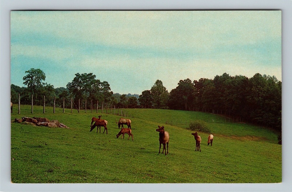 French Creek WV, Elk, WV State Game Farm, West Virginia Vintage Postcard