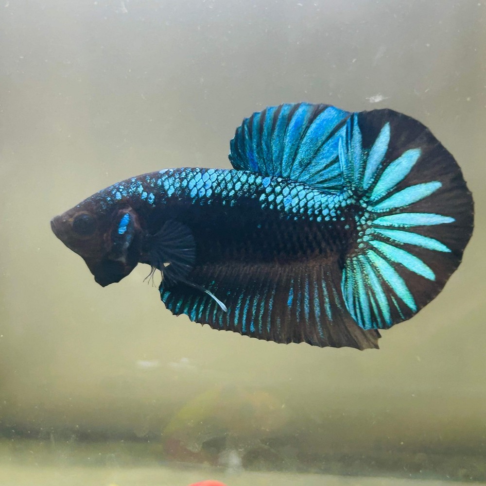 Male Green Samurai Plakat Betta Fish - Stunning 172-image