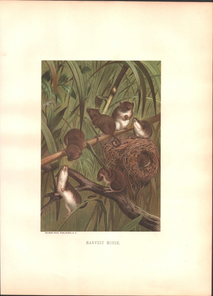 1885 Harvest Mouse Wildlife Art Print Chromolithograph by Louis Prang Selmar Hess