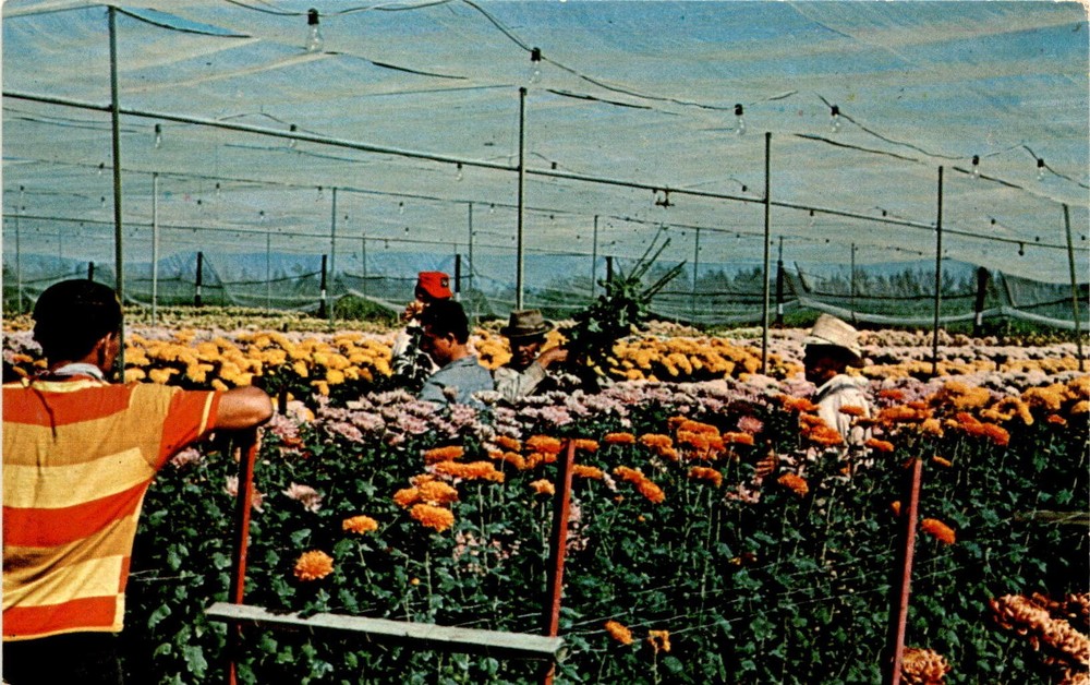 DUKANE PRESS, HOLLYWOOD, FLA, FLOWER FARM, DELRAY, Postcard