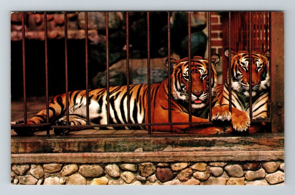 Madison WI-Wisconsin, Royal Bengal Tigers, Park Zoo, Vintage Postcard