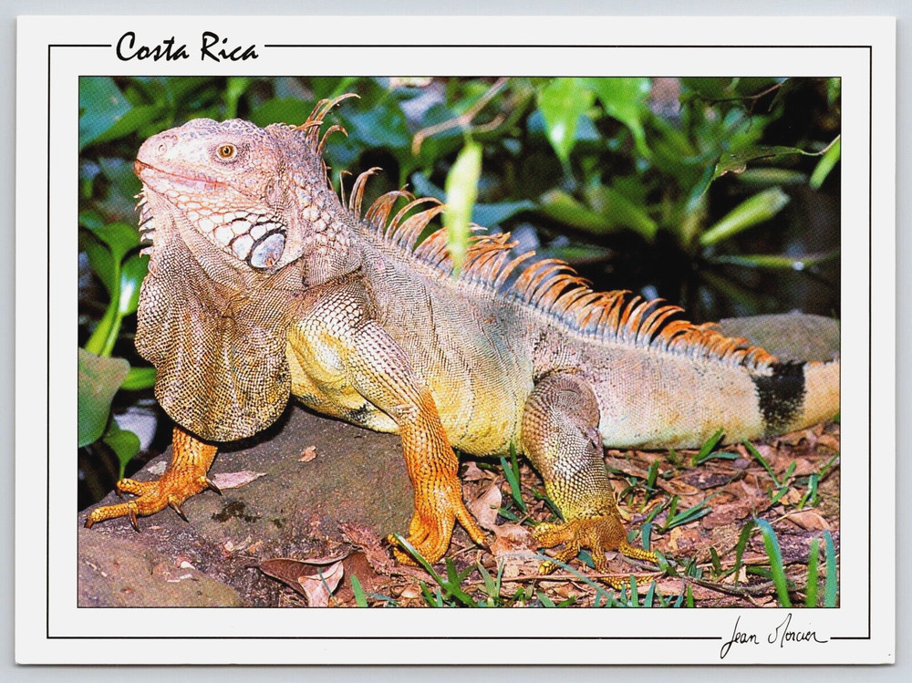 Costa Rica Green Iguana Jungle Lizard Animal Reptile Jean Mercier Postcard D13