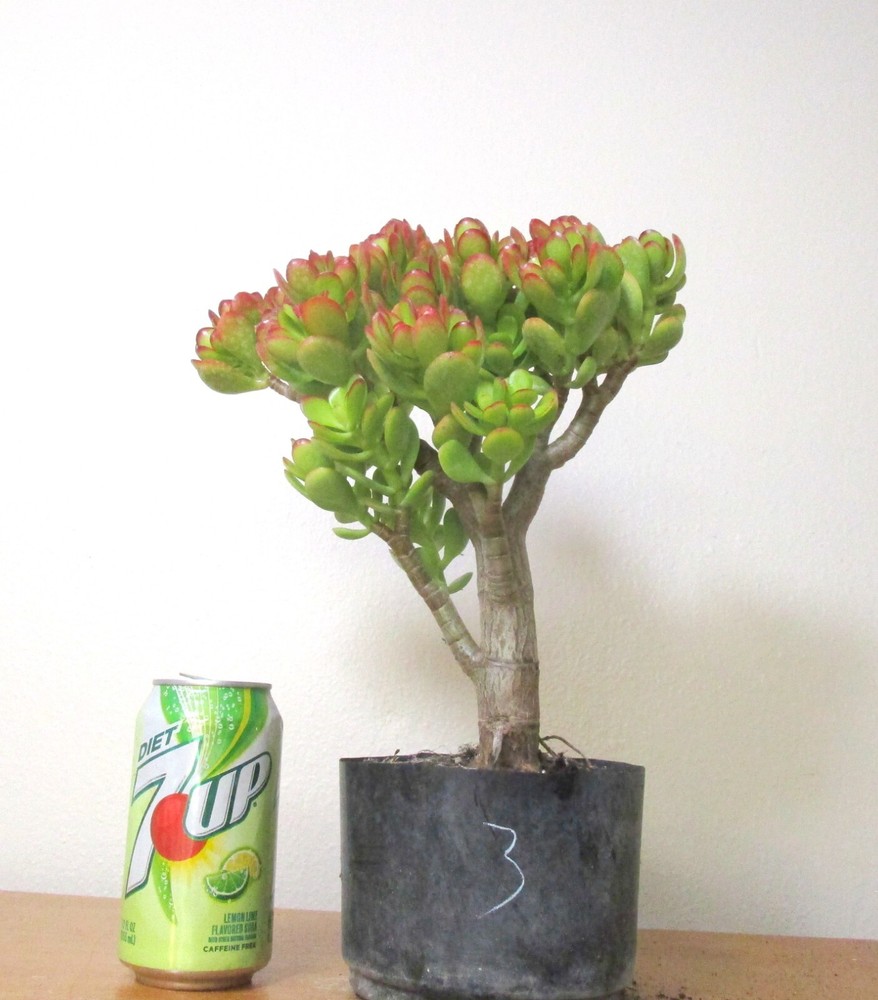 Jade Crosby dwarf Crassula thick trunk shohin mame bonsai tree #3