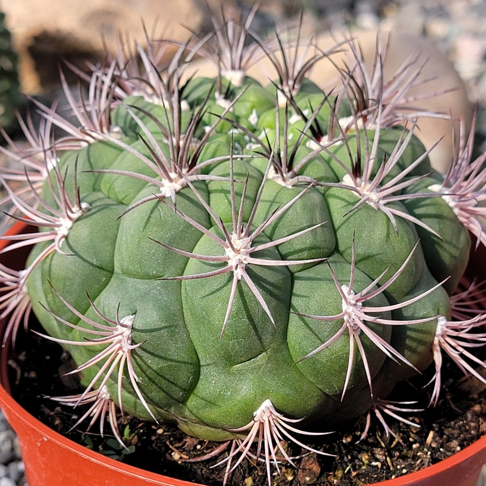Gymnocalycium Saglionis