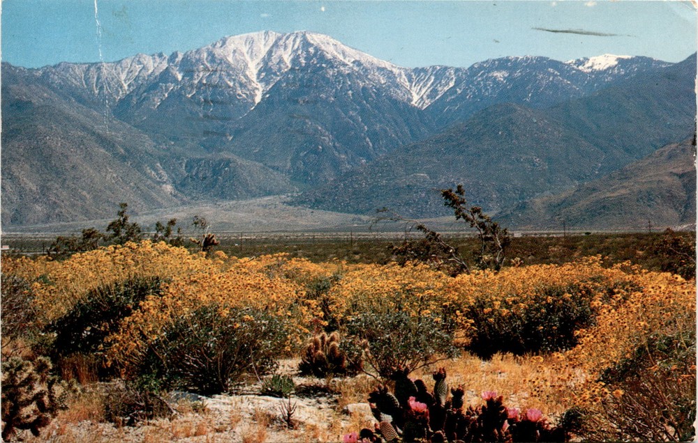 Shields Date Gardens, Indio, California, Desert Wildflowers, Snow Postcard