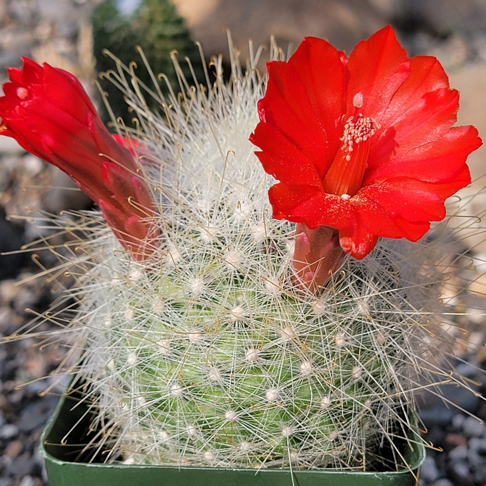 Mammillaria senilis 'Snowball Cactus'