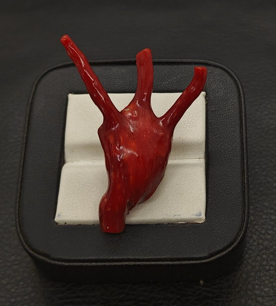 AAA+ Italian Red Coral Gemstone Rough-Mediterranean Sea Red Coral Rough Branch