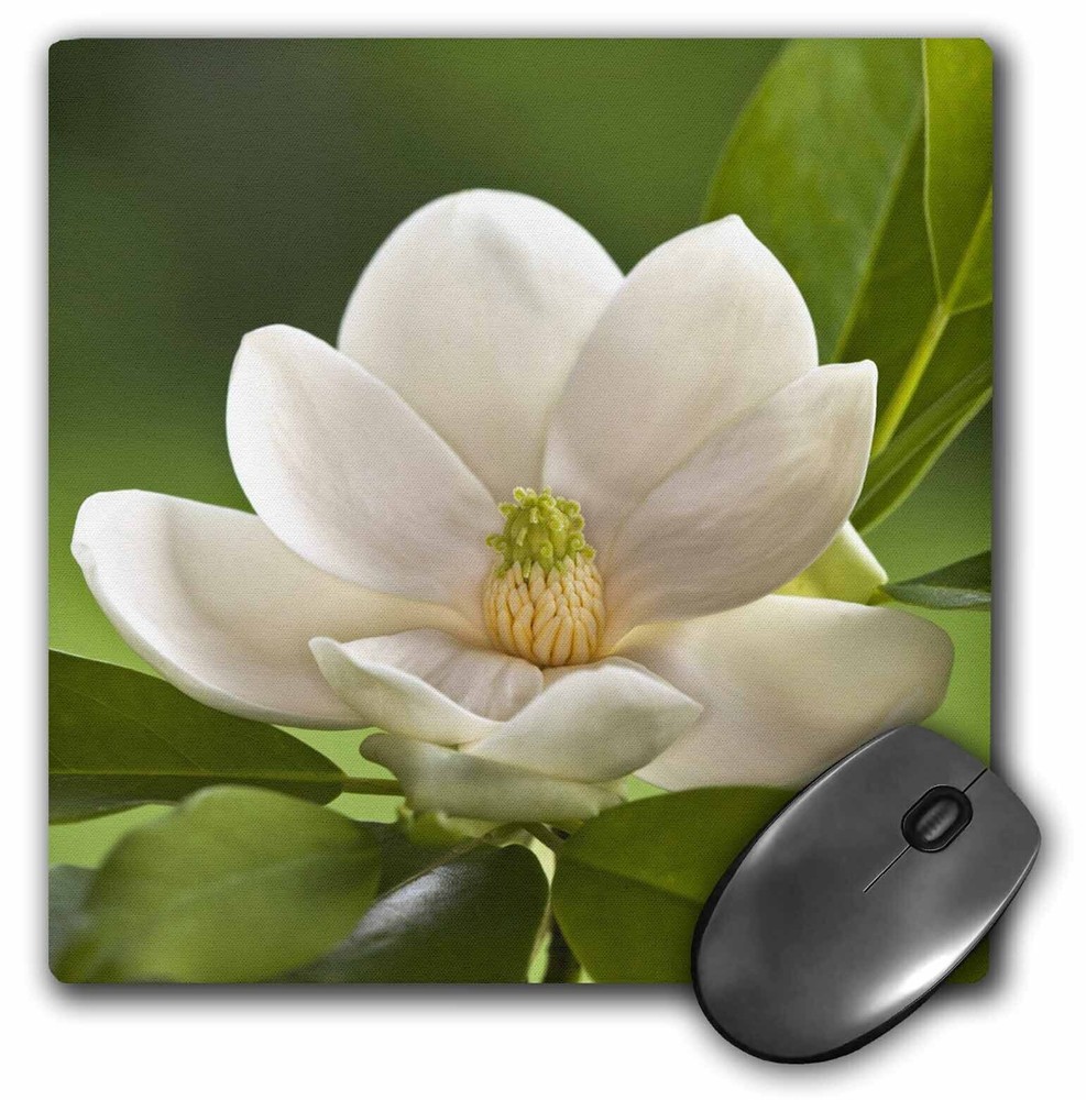 3dRose Magnolia Tree Flower Blossom - NA01 AJE0188 - Adam Jones MousePad