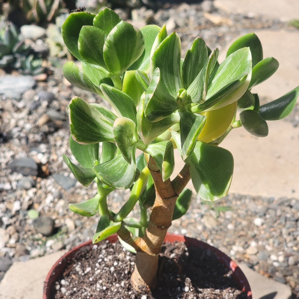 Crassula Jade Variegated