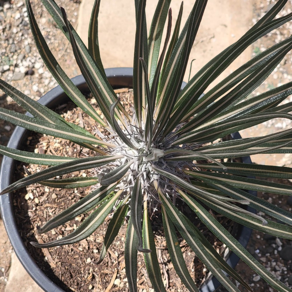 Pachypodium gaeyi Madagascar Palm rare succulent exotic plant